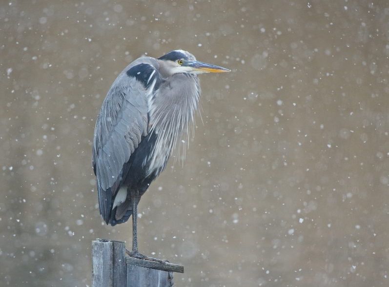 Dejected Blue Heron Wins First Place in January BetterPhoto.com Contest!! Wuu Huu