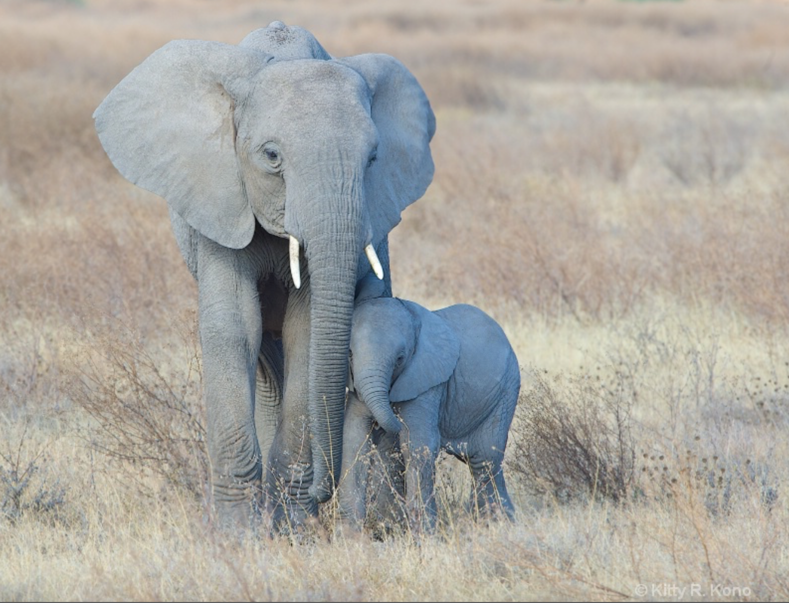 Botswana and Namibia – Here I come!!