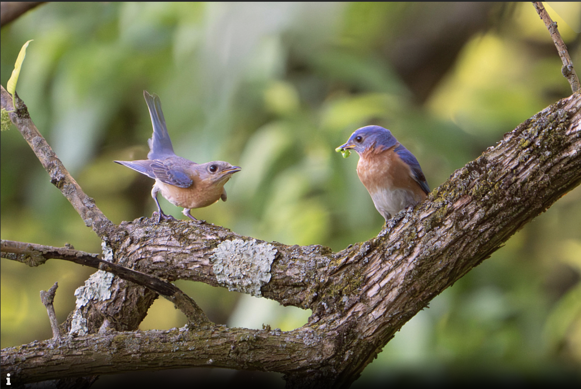 “Bluebirds” win Second Place in BetterPhoto March Contest!!