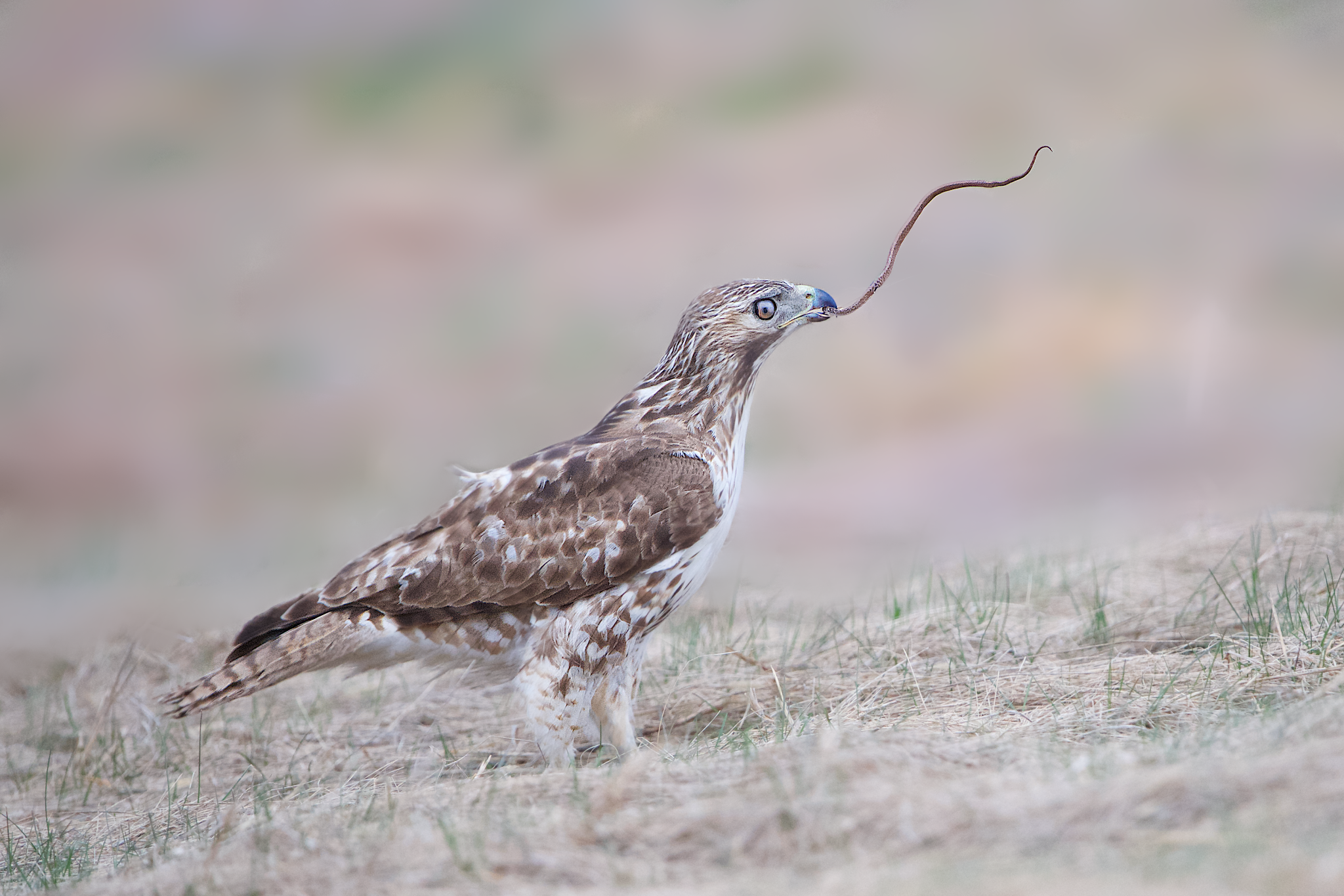 Young Red Tail Gets the Garter Snake