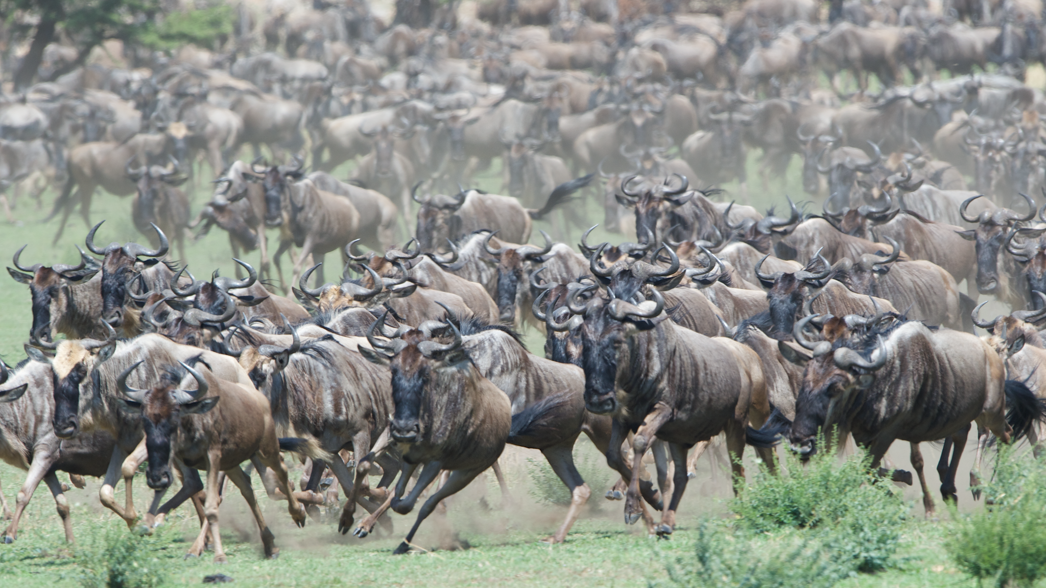 Migration of the Wildebeest