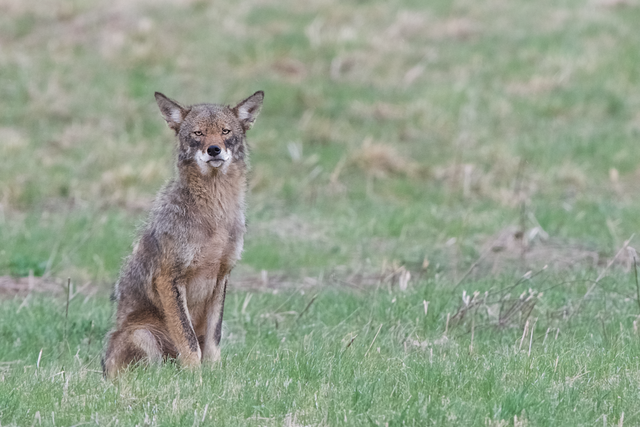 Mr. Handsome Coyote in Valley Forge this Morning