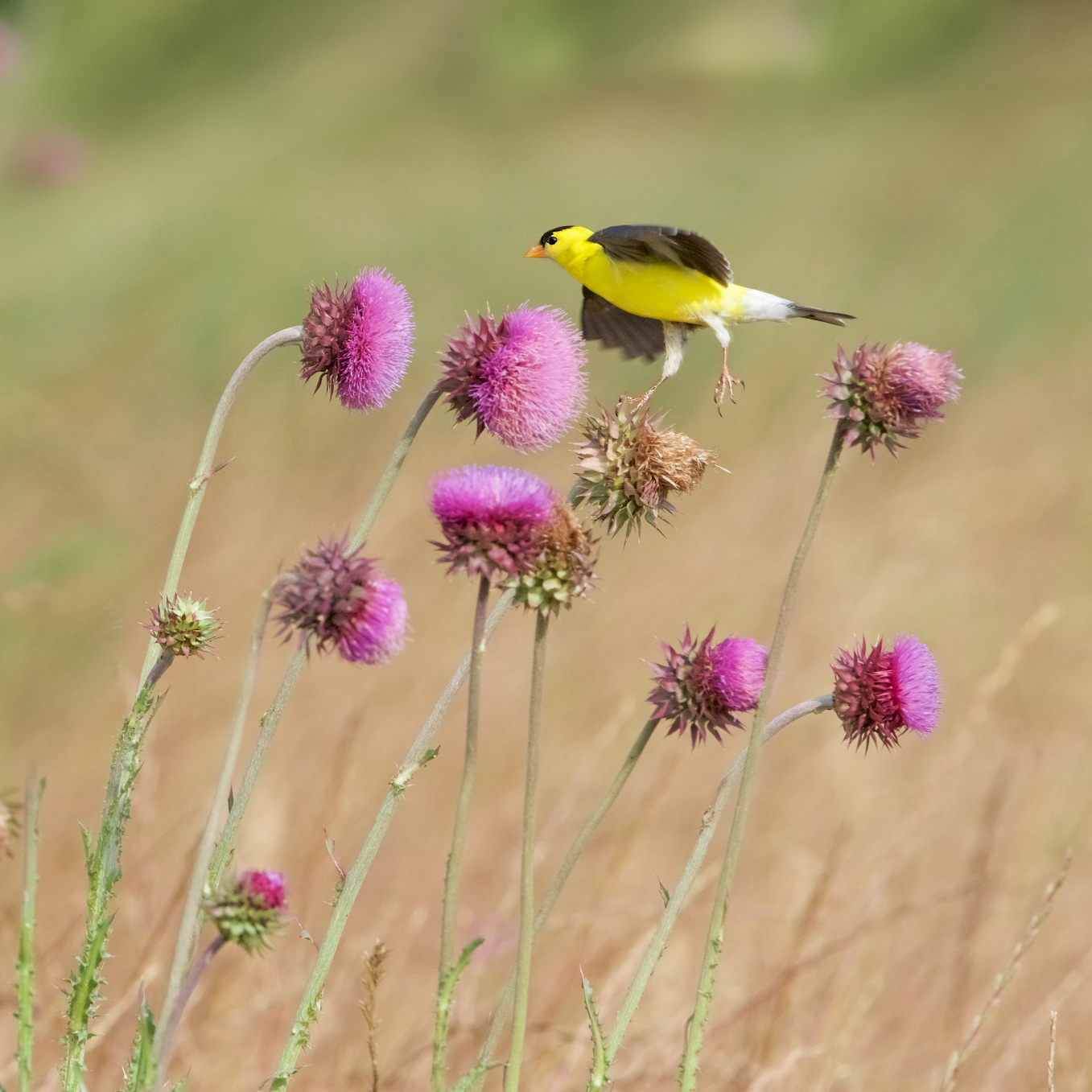 Walking on Thistle Blossoms
