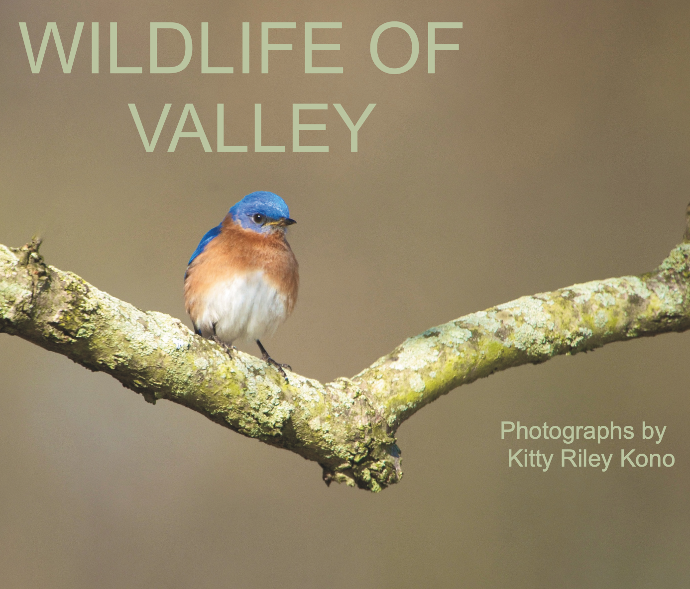 Wildlife of Valley Forge