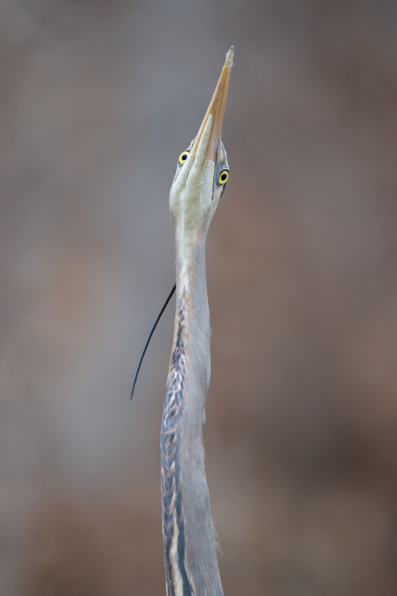 The Great Blue Heron