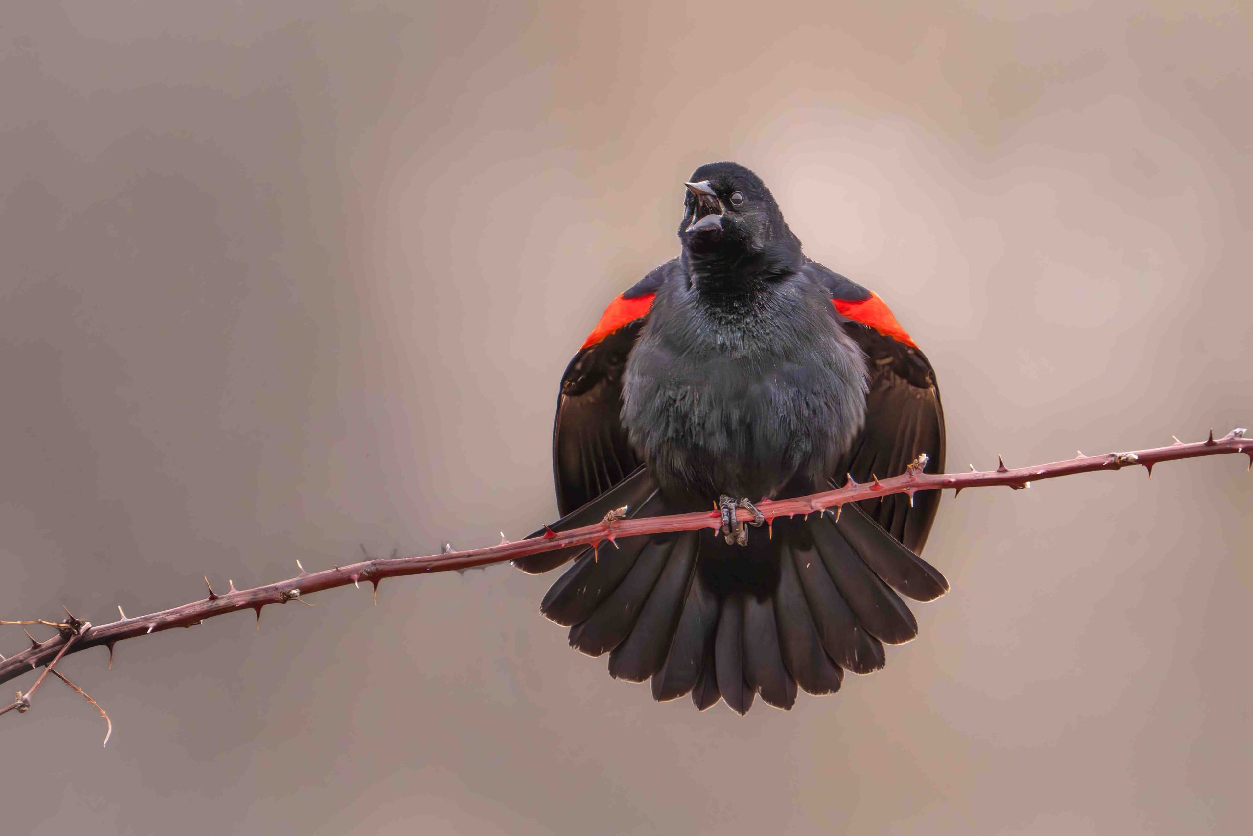 Red Winged Blackbird Calling All the Single Ladies