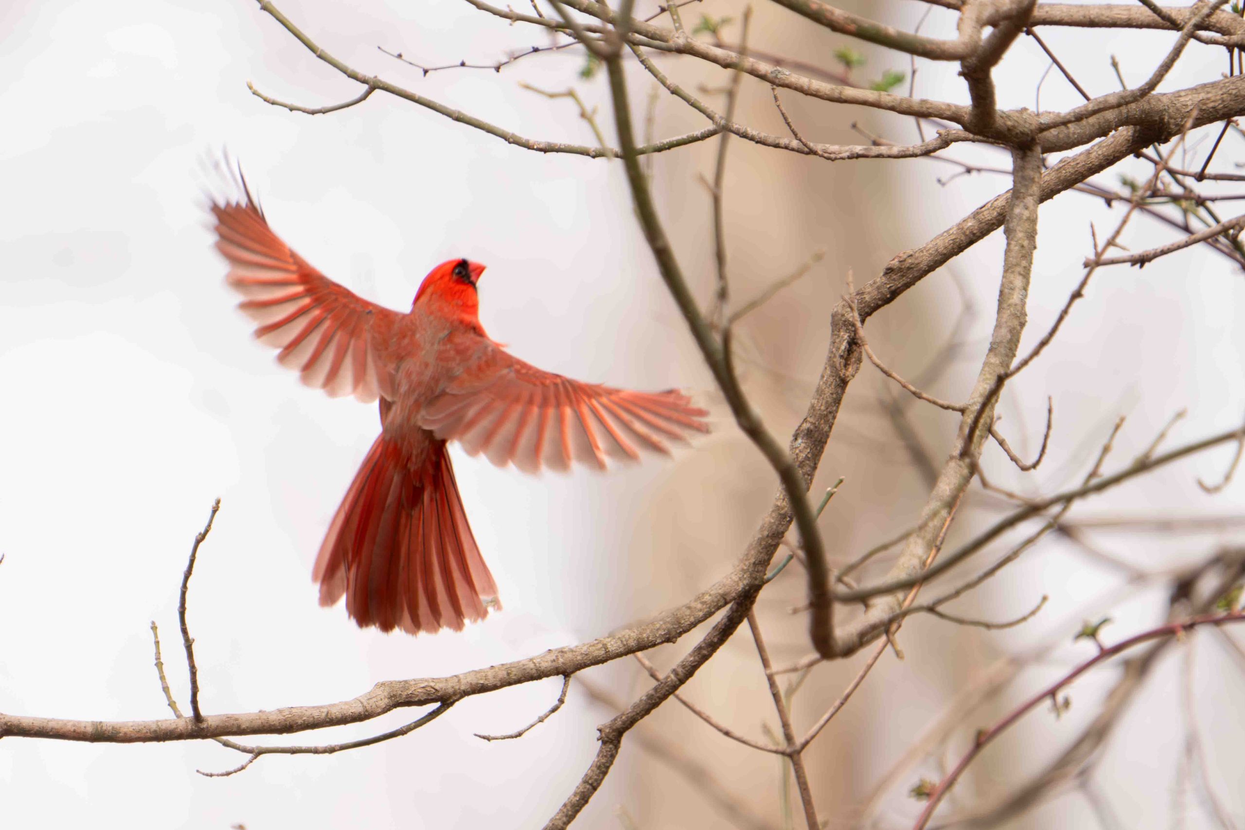 Cardinal Rising Today in Valley Forge