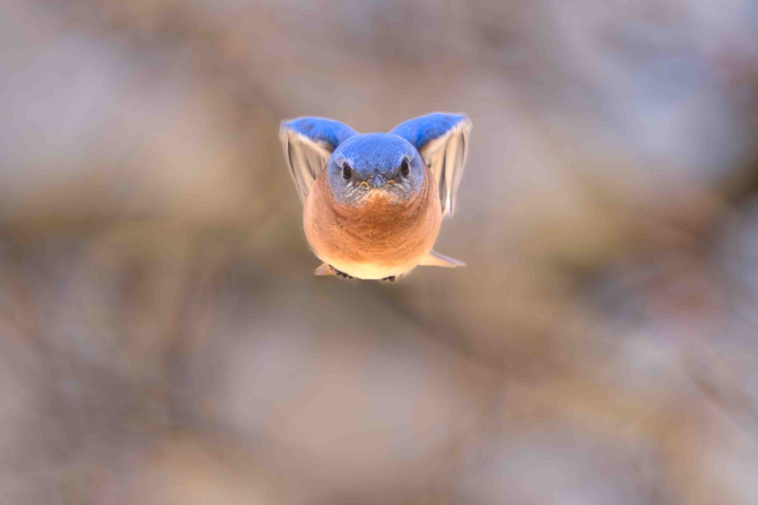Bluebird Coming This Way