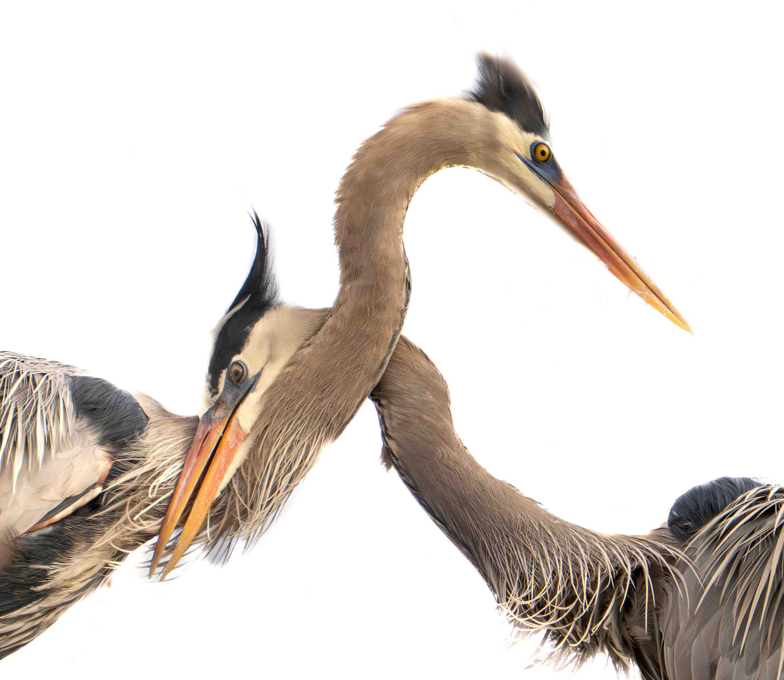 The Right Anterior Interosseous Nerve – Partial Palsy!!!