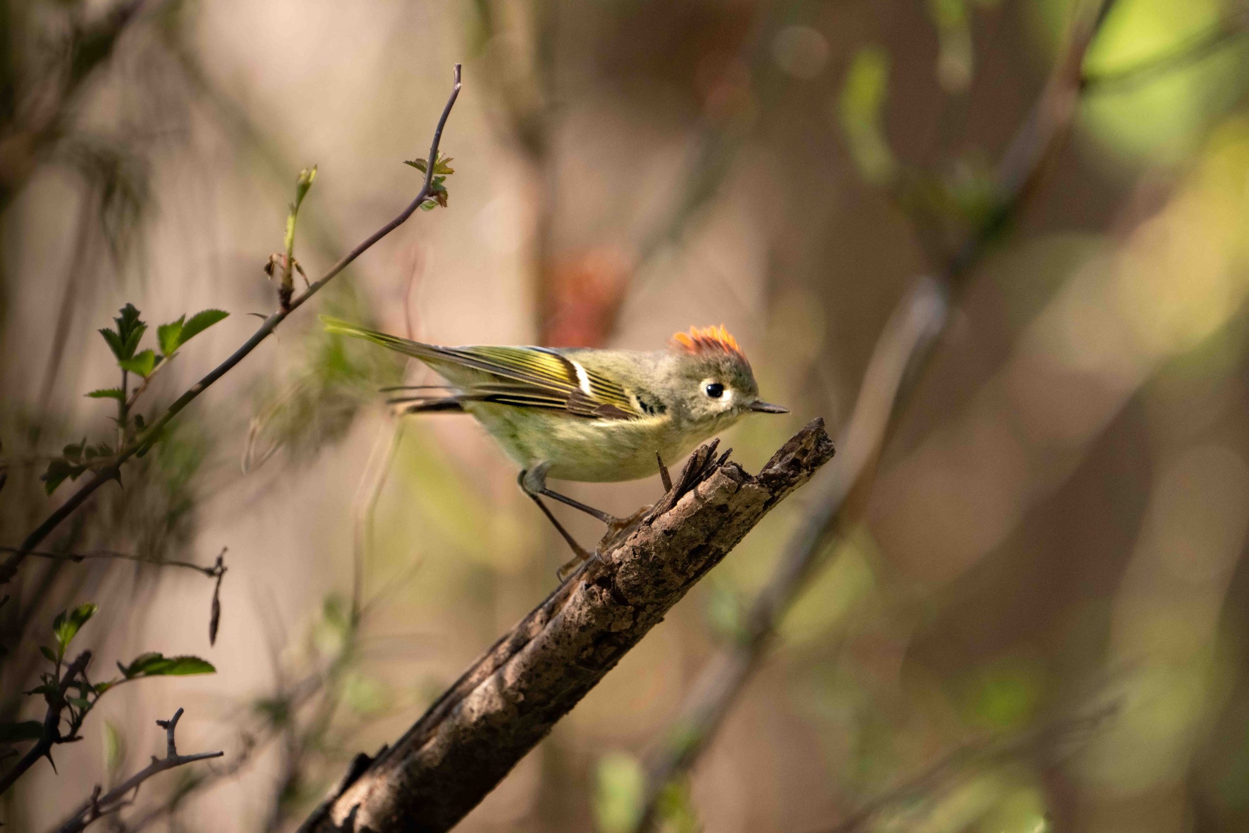 The Ruby Crowned Kinglet