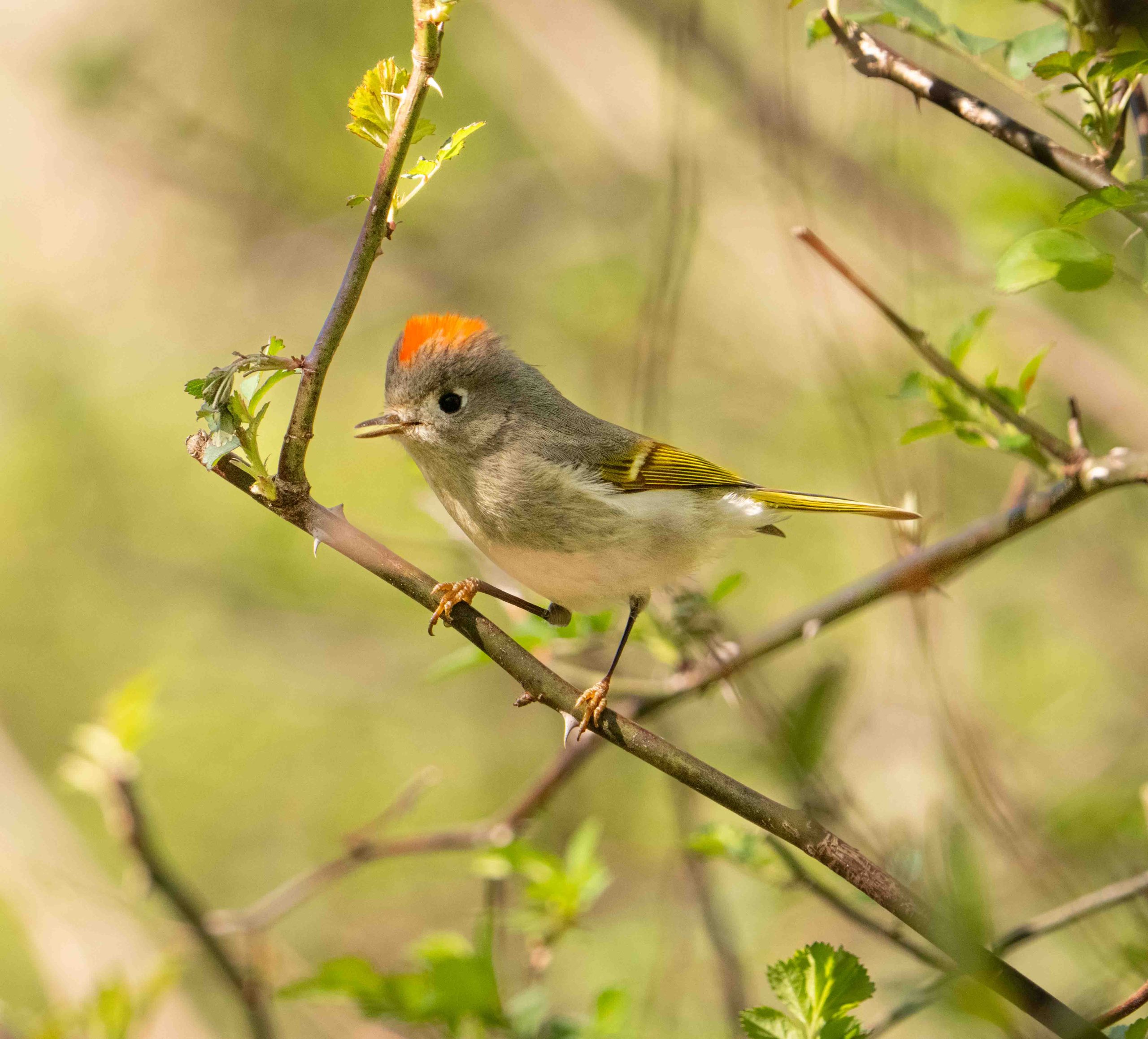 The Ruby Crowned Kinglet