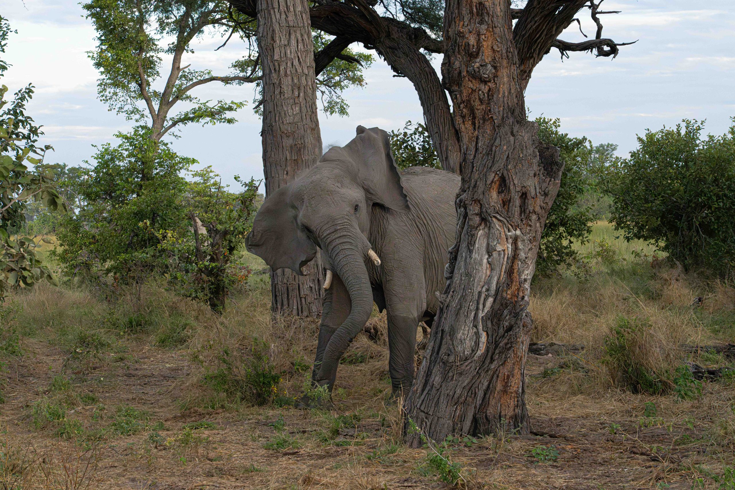 More From Botswana