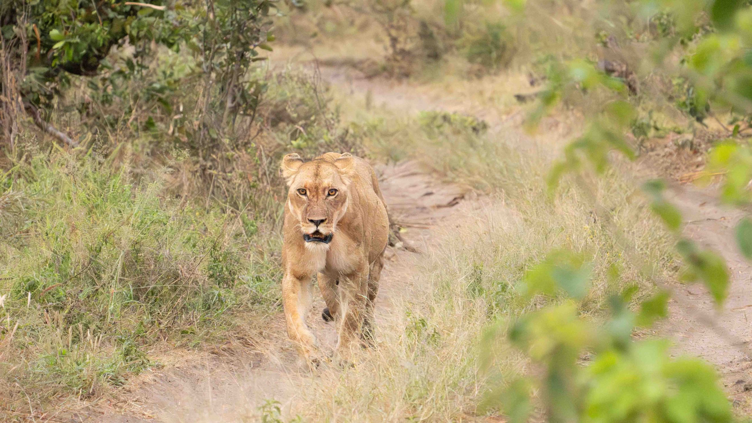 More From Botswana