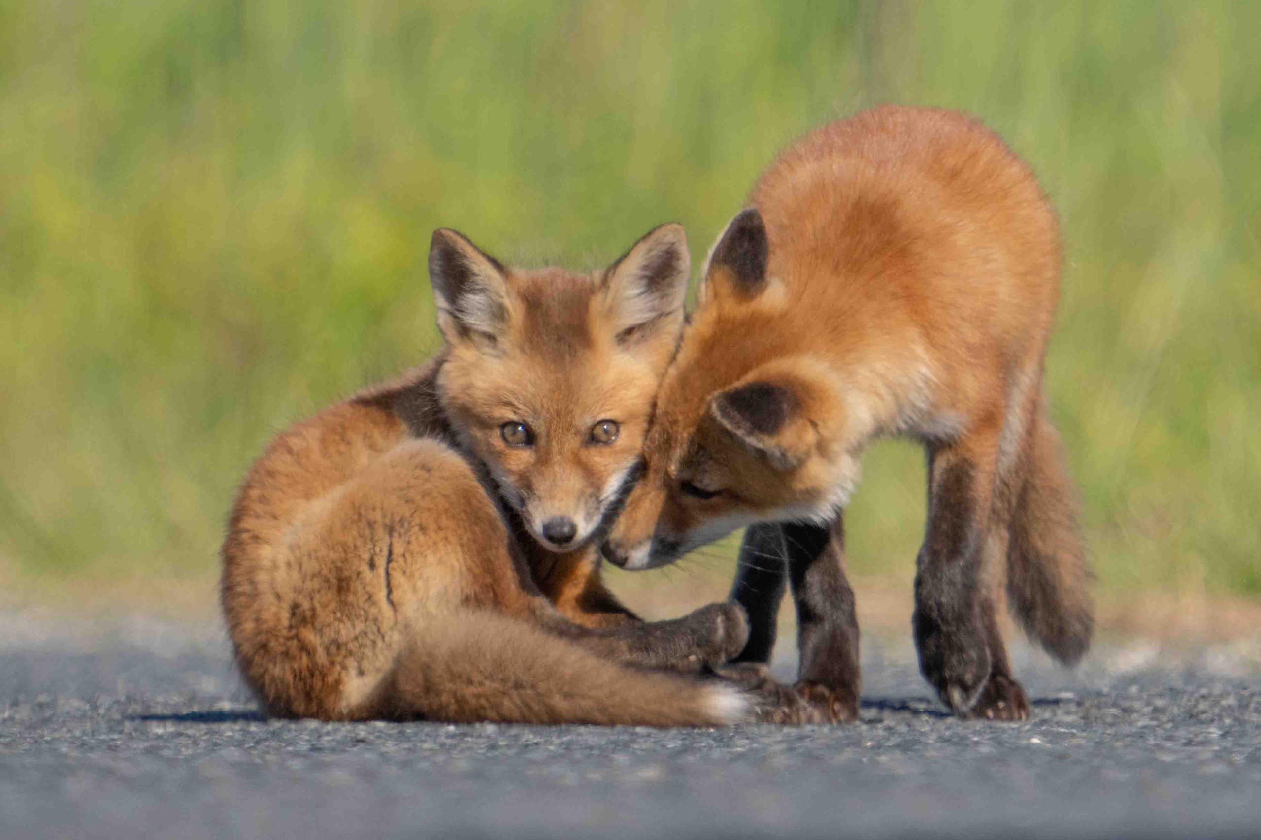 A Morning with the Foxes