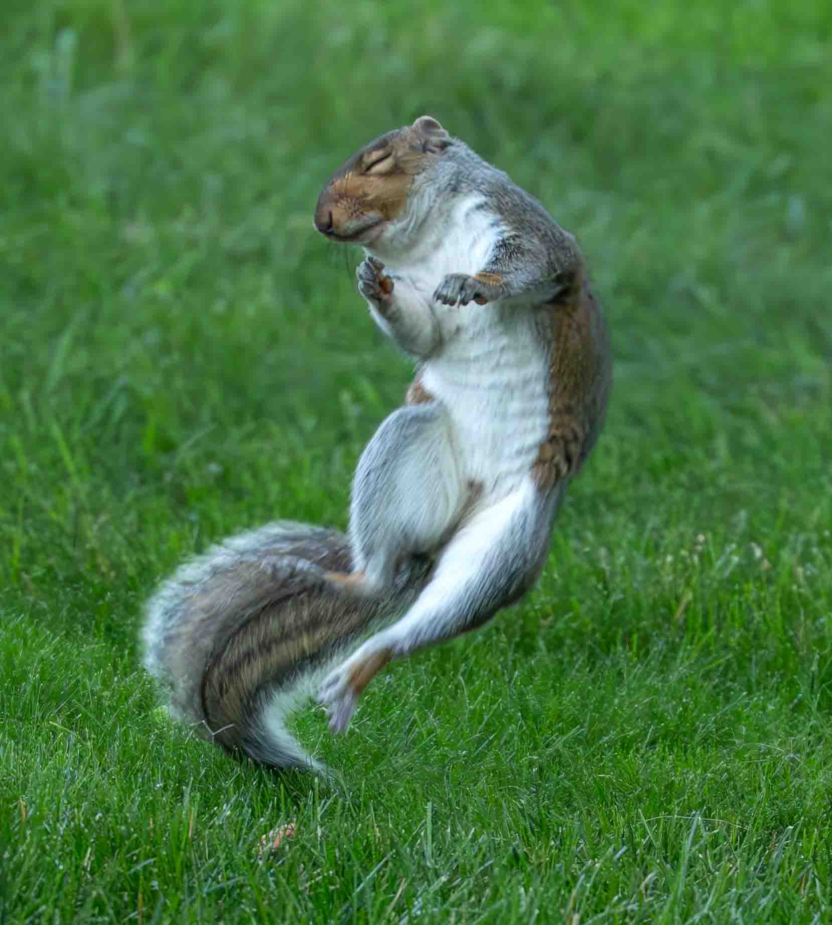 Squirrel Gone Wild
